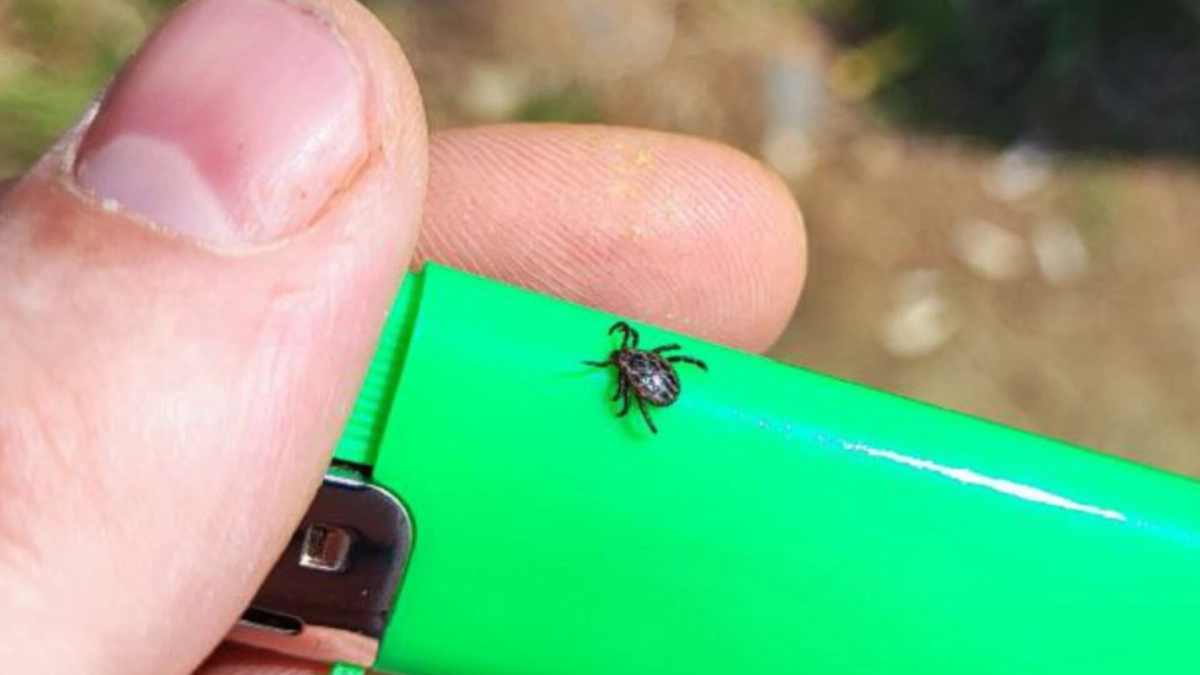 Правило "5 метров", которое спасет от клещей: как правильно обработать дачный участок от вредителей