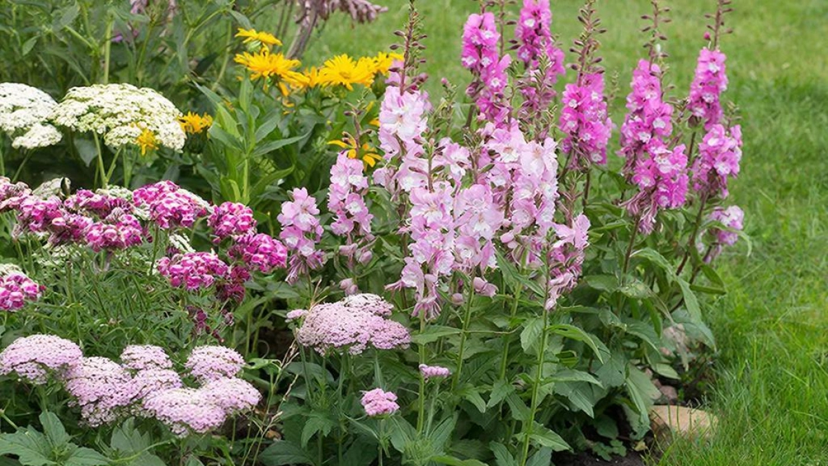 Посадила и забыла: 5 шикарных цветов для глинистой почвы, которые цветут до самых морозов