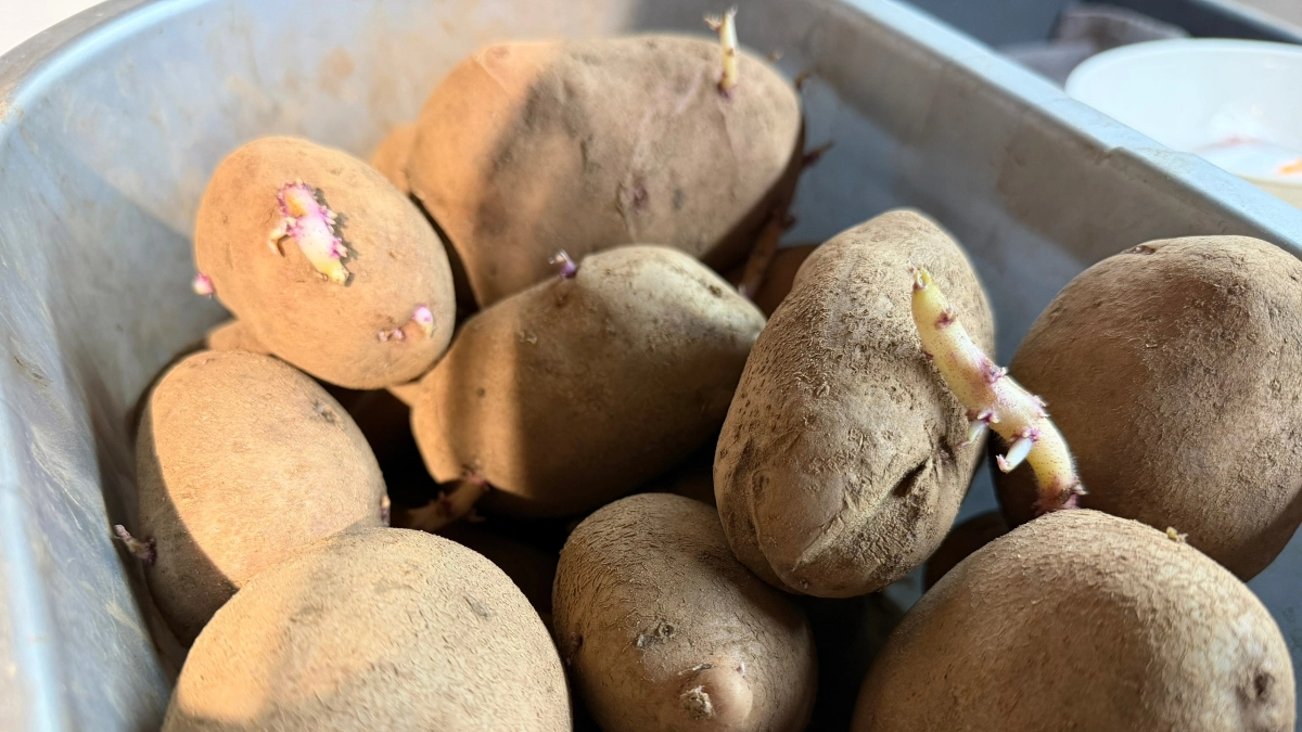 На свету или в темноте: как правильно проращивать картошку перед посадкой - агрономы дали четкий ответ