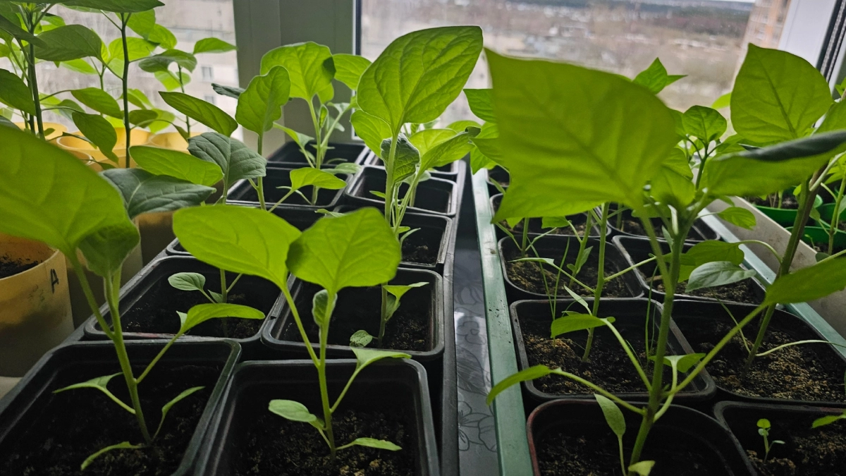 2 капли под корень — и вытянутая рассада быстро крепнет: томаты и перцы станут сильными и коренастыми