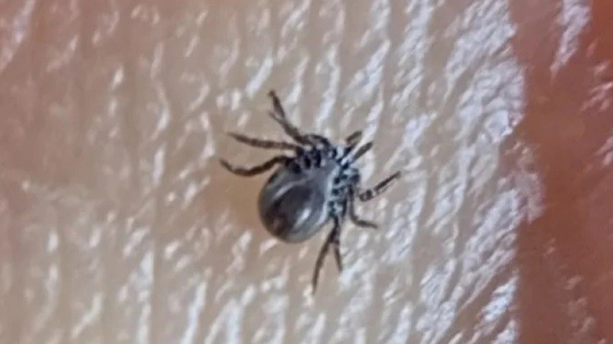 В Тамбовской области выстроили систему защиты от инфекций, переносимых клещами и комарами