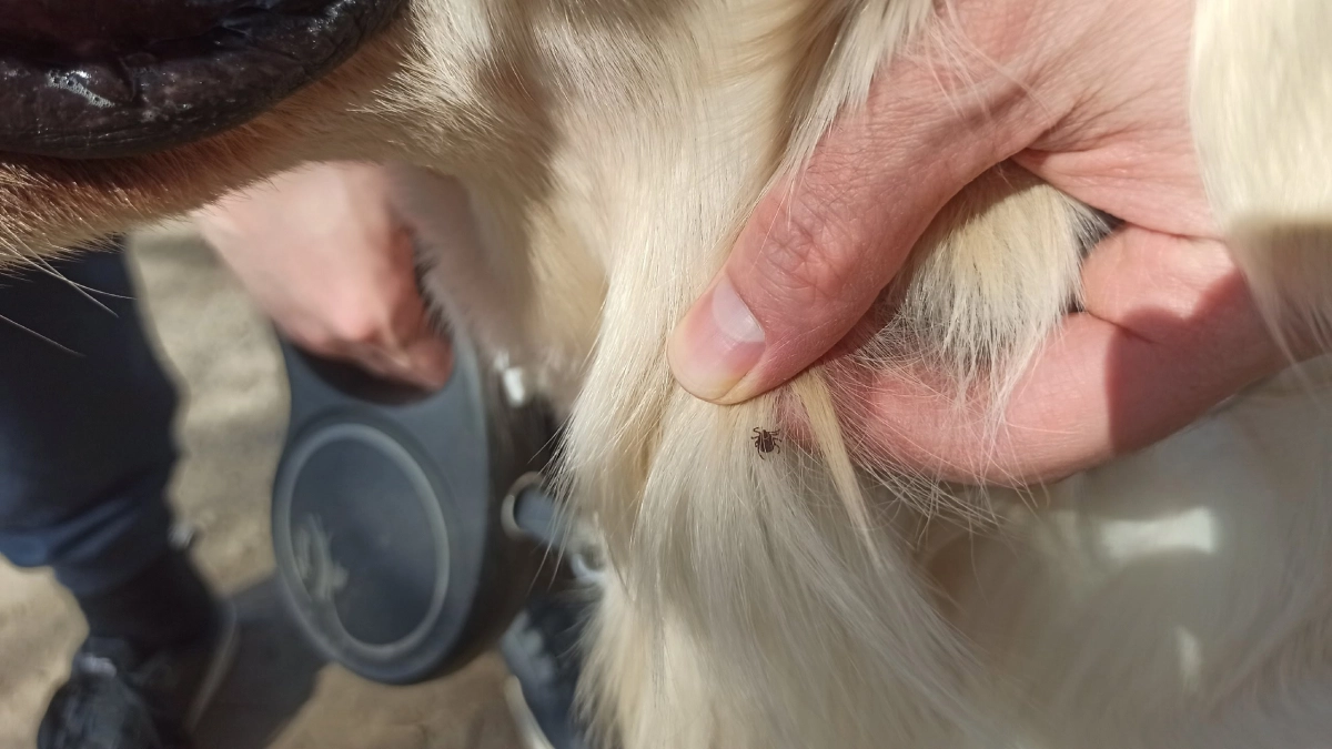 Светлая ткань и палка – все, что нужно: как за 5 минут проверить, есть ли клещи на вашем участке 