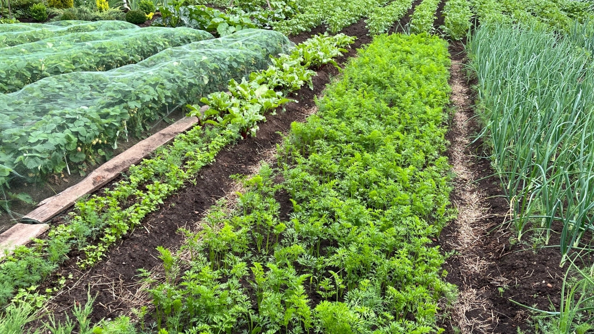 Обычные грядки больше не в тренде: что выбирают опытные дачники в 2026 году - в разы удобнее и экологичнее