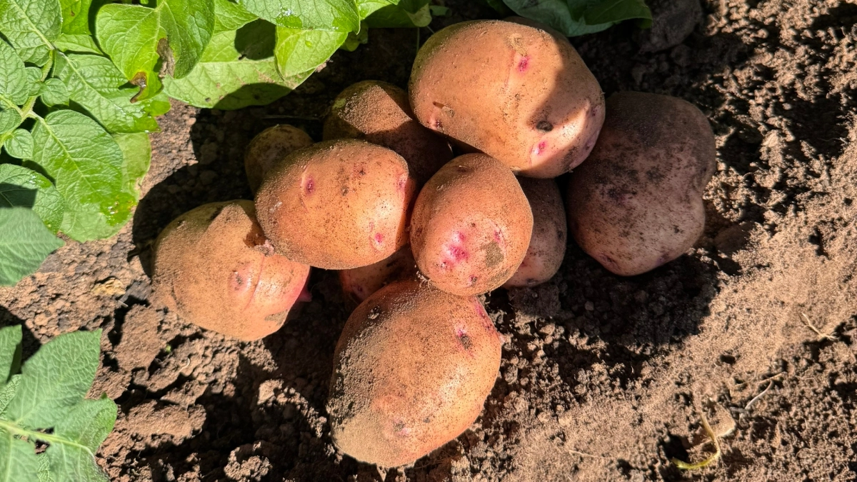 Когда сажать картошку в 2026 году для шикарного и здорового урожая – конкретные даты