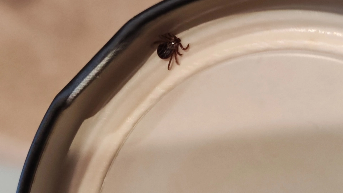 Клещи проснулись раньше срока: какие растения на участке привлекают клещей, а какие отпугивают - берите на заметку