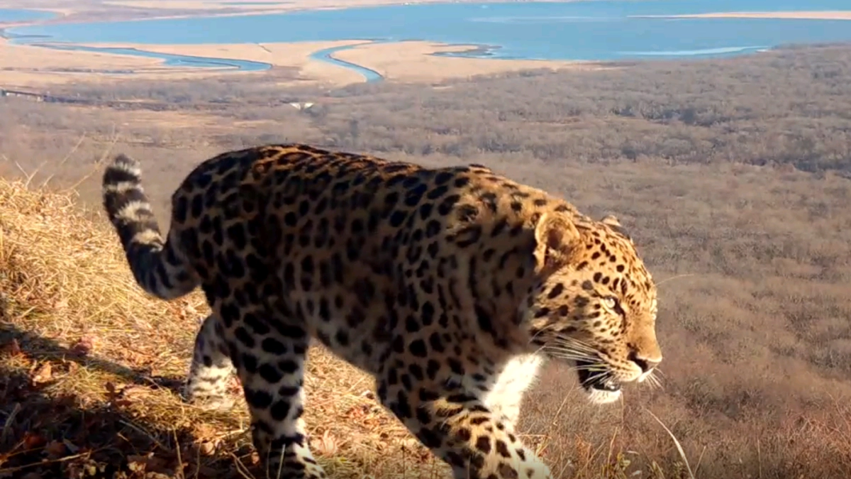 ВТБ: третий котёнок леопардов получил имя по итогам голосования