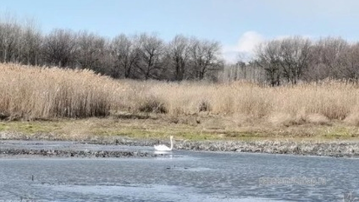 Лебеди облюбовали озера Мучкапского округа