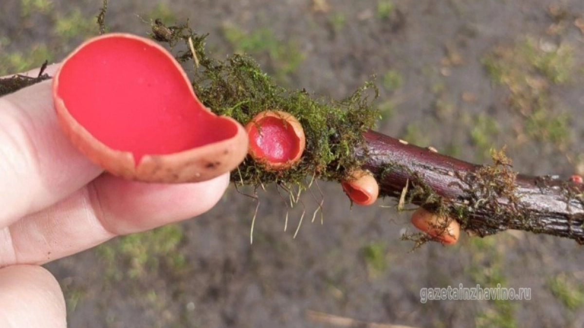 Жители Инжавинского округа открыли грибной сезон