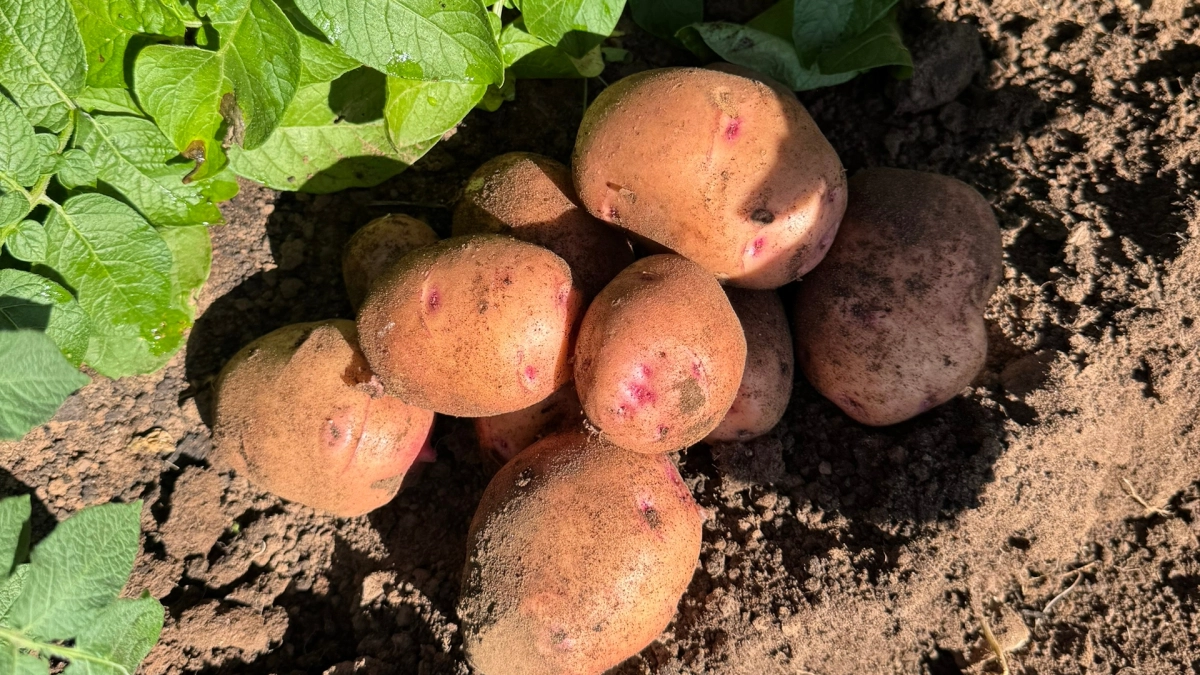 "Красный" картофель захватывает огороды: самые урожайные сорта, которые выбирают дачники в 2026 году
