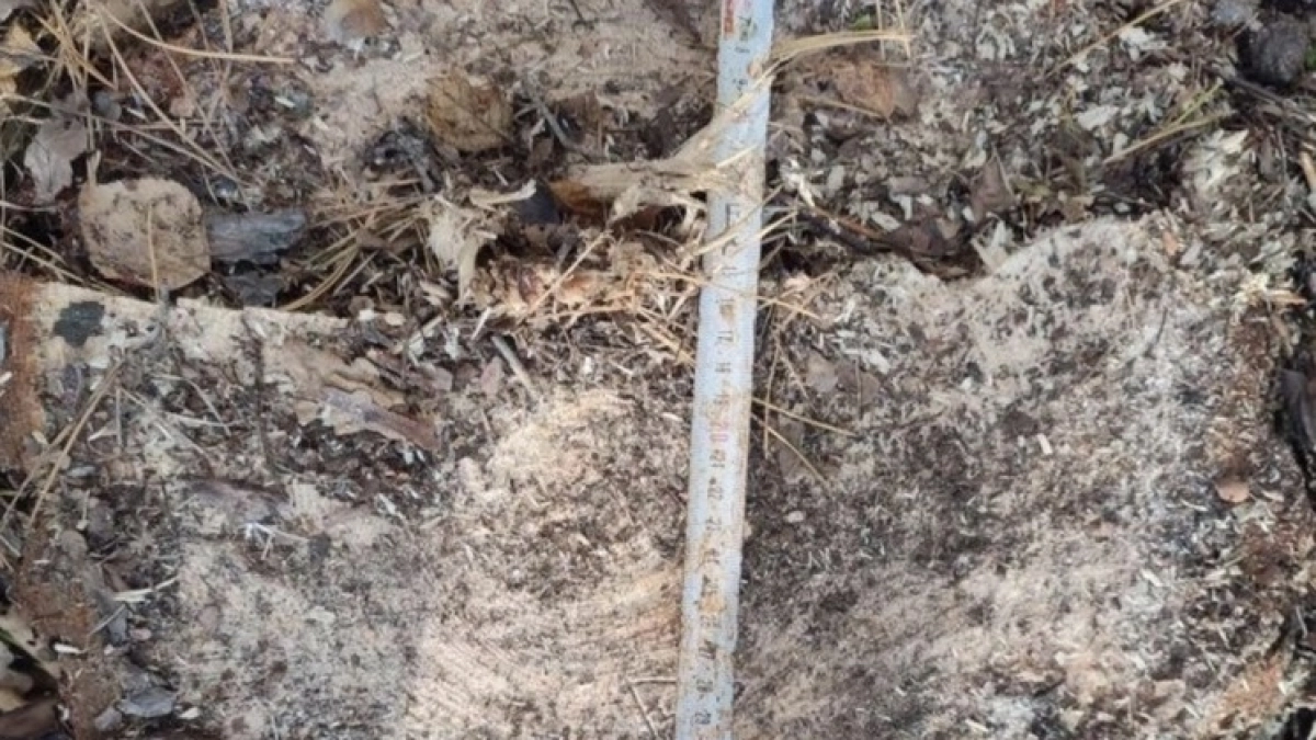 Жителя Тамбовской области отдадут под суд за незаконную вырубку сосны с ущербом свыше 100 тысяч рублей