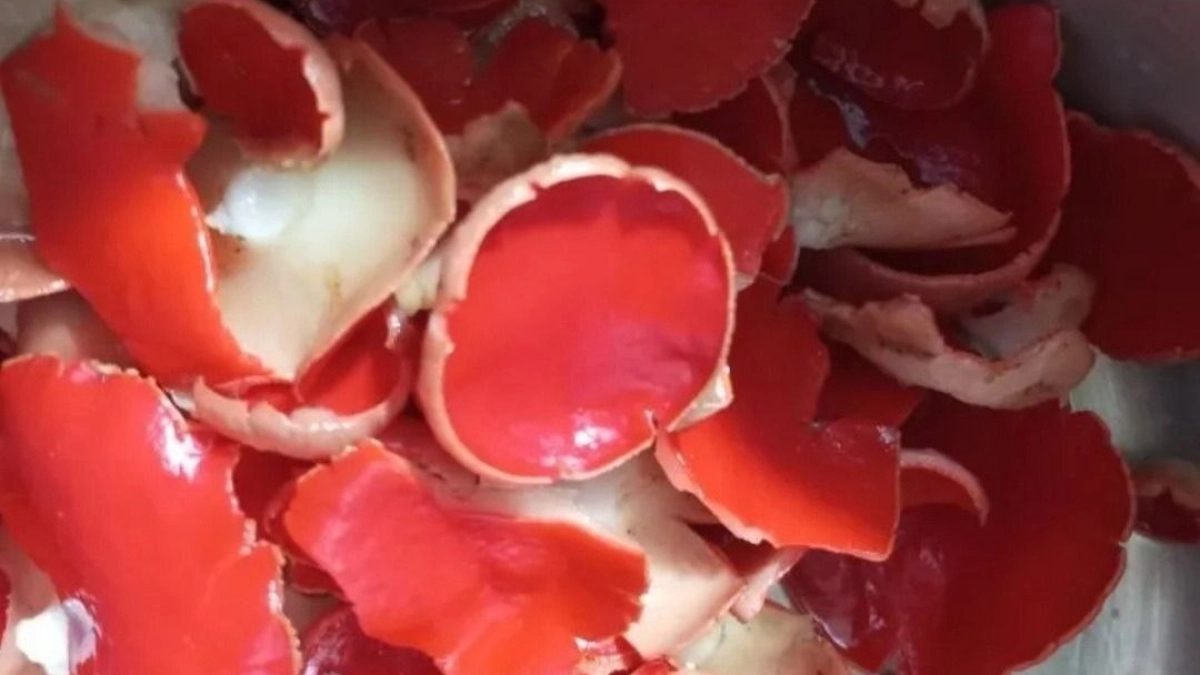 В Тамбовской области начался сезон весенних грибов