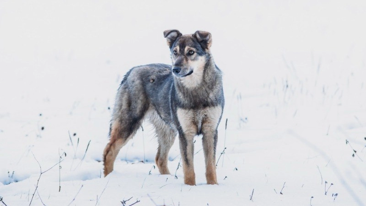 В Тамбовской области число нападений бездомных собак на людей сократилось на 30%