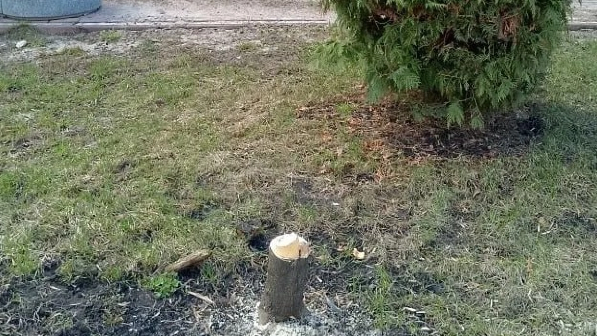 В центре Тамбова неизвестные вырубили пять пирамидальных тополей
