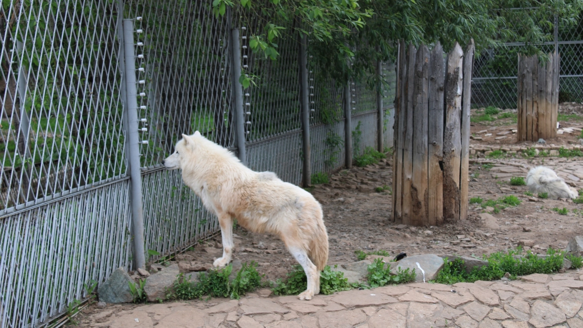 Заповедные территории России оборудуют фотоловушками