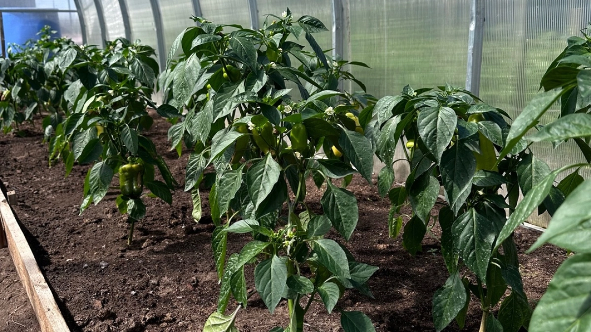 Перцы после высадки поливаю одним хитрым настоем: урожая так много, что приходится раздавать соседям