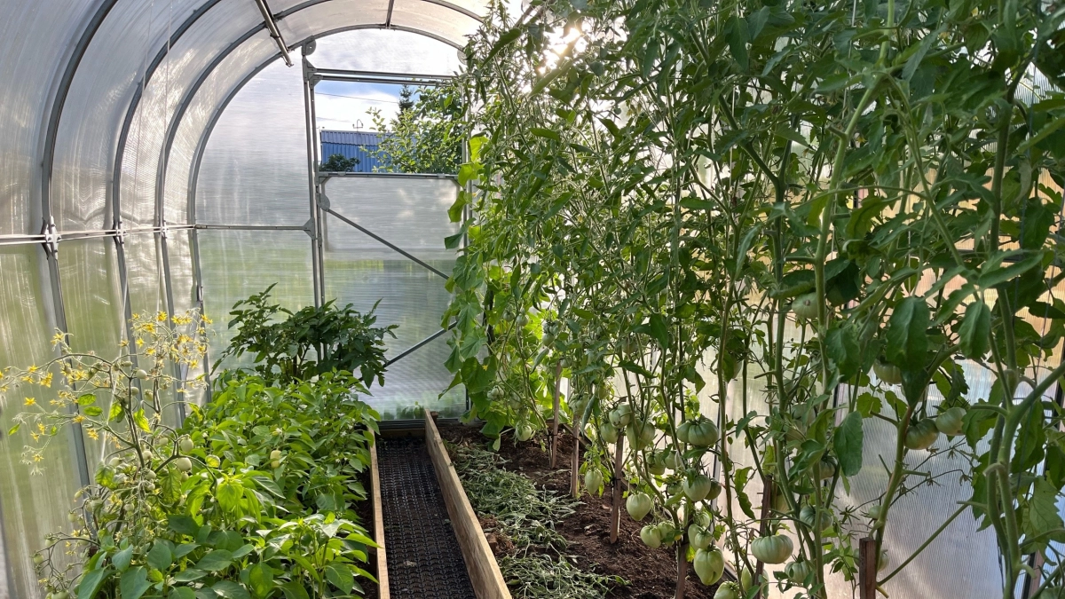 Прикрепила к потолку теплицы дощечку — спасла будущий урожай от белокрылки: без химозы и танцев с бубнами