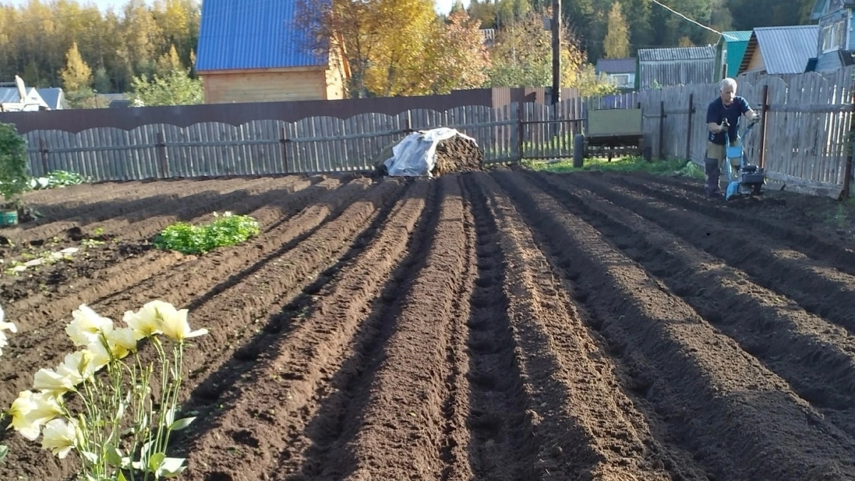 Дача как «горбатый санаторий» больше не в тренде: вот что делают на своем участке в 2026 году продвинутые дачники