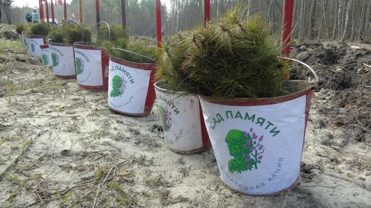 В Моршанском округе Тамбовской области в рамках акции "Сад памяти" высадили тысячи молодых сосен