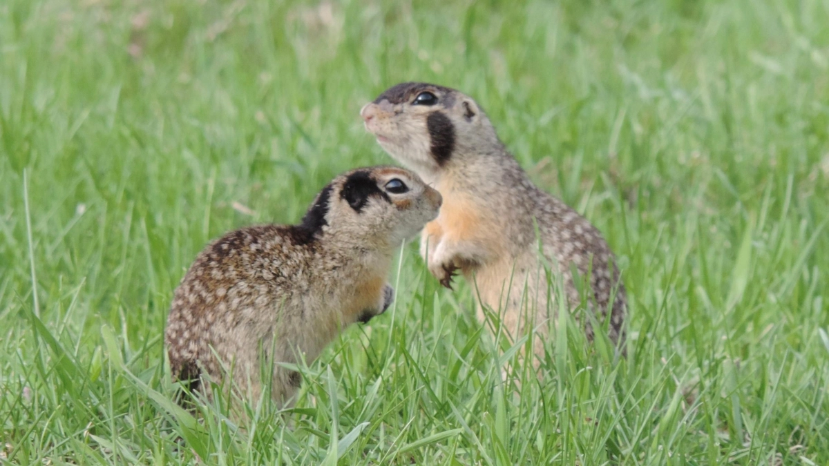 В Воронинском заповеднике провели весенний учет сусликов после зимней спячки