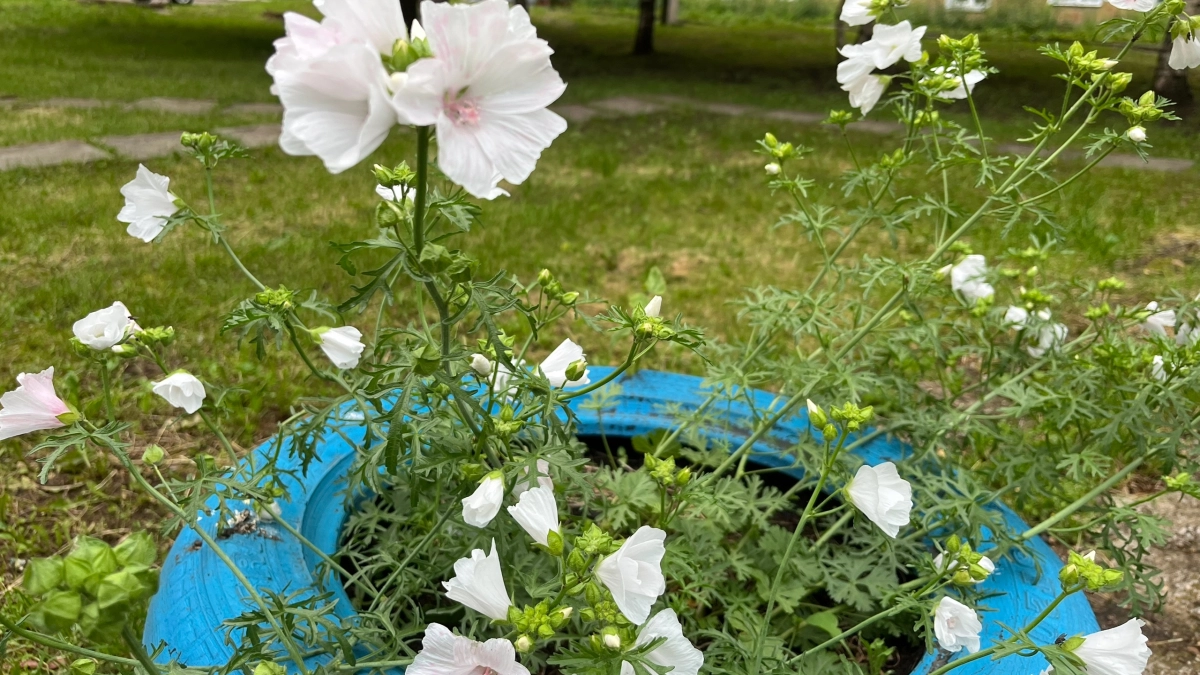 Старые шины на даче теперь вне закона: сколько за клумбы и «лебедей» и старых покрышек заплатят дачники в 2026 году