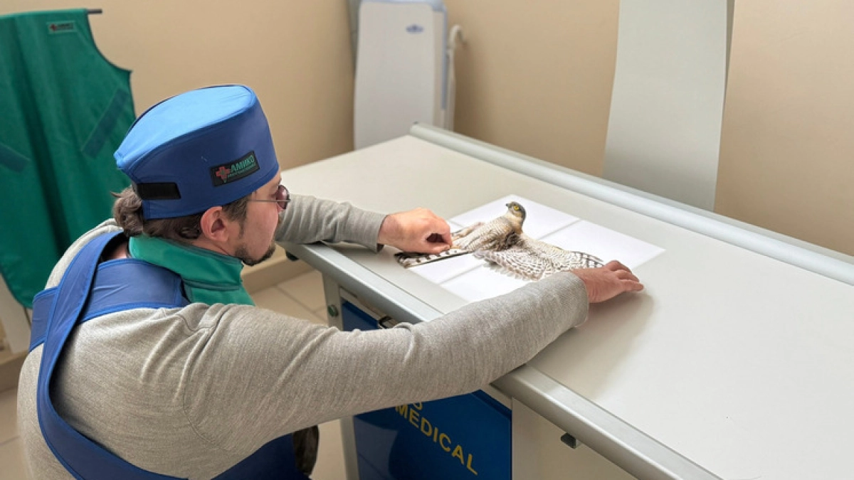 Специалисты охраны «Русский сокол» спасают ястреба-перепелятника в Тамбовской области