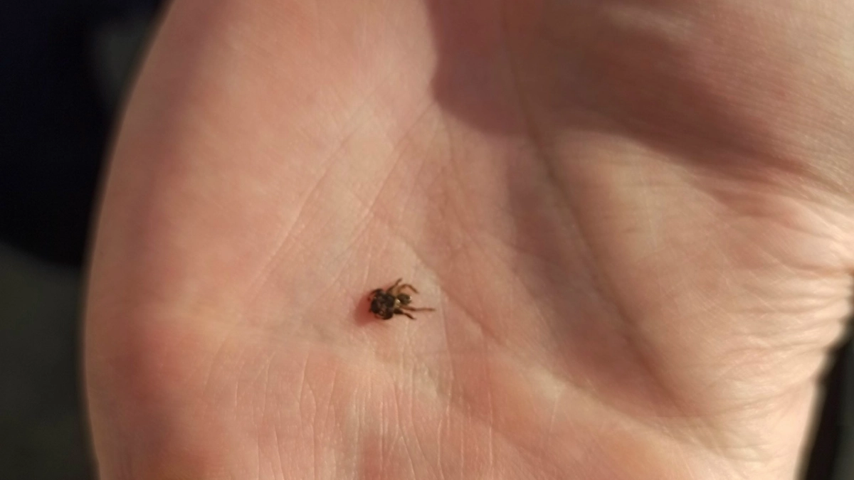 В Тамбовской области от укусов клещей уже пострадали 66 детей