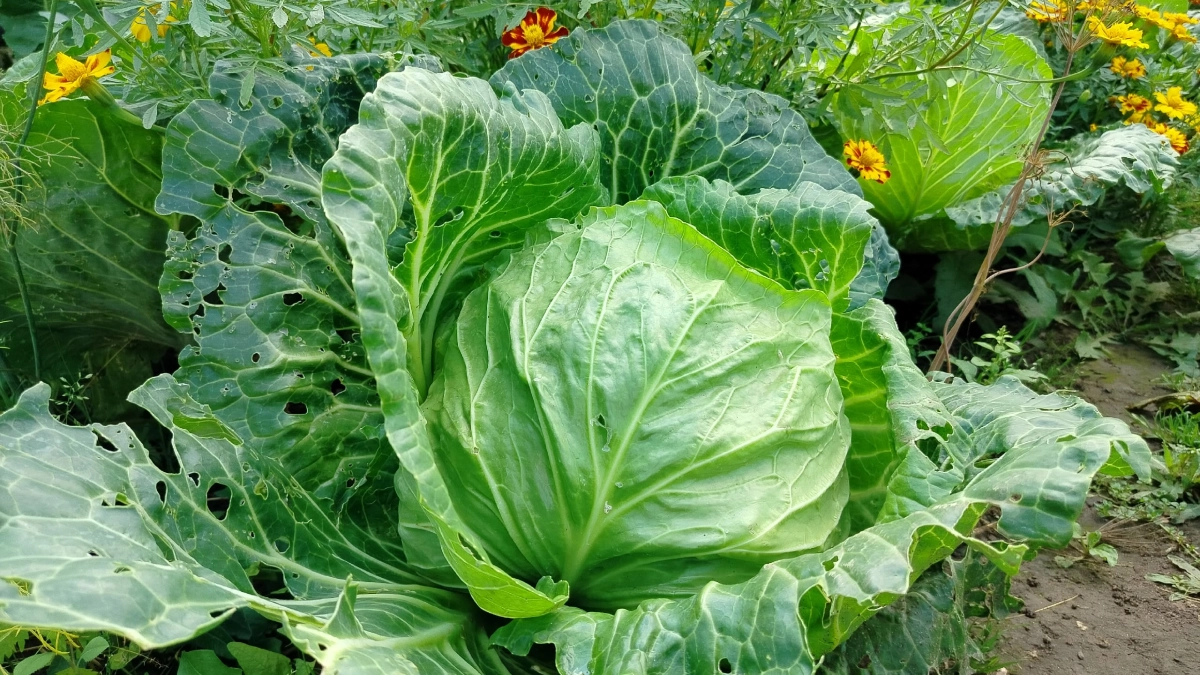 Нутрициолог рассказала, кому категорически нельзя есть белокочанную капусту