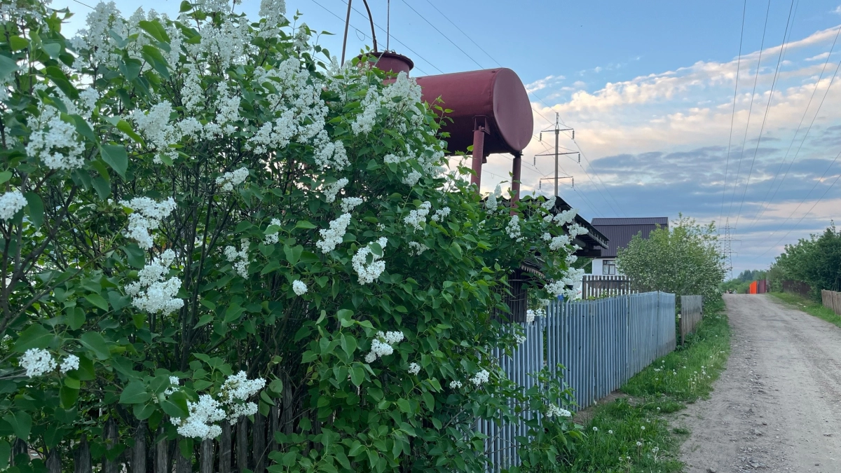 Почему нельзя ломать сирень: причины, о которых мало кто знает