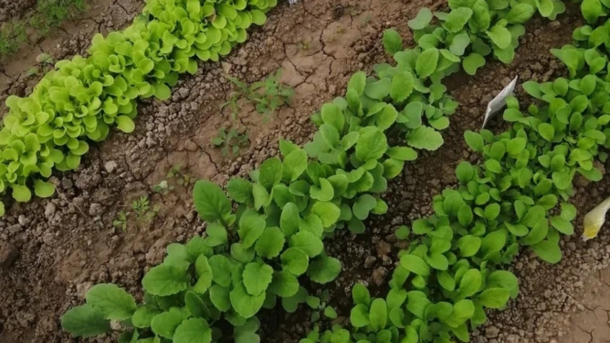 Холодная земля — не помеха: какие овощи и цветы можно смело сеять в открытый грунт