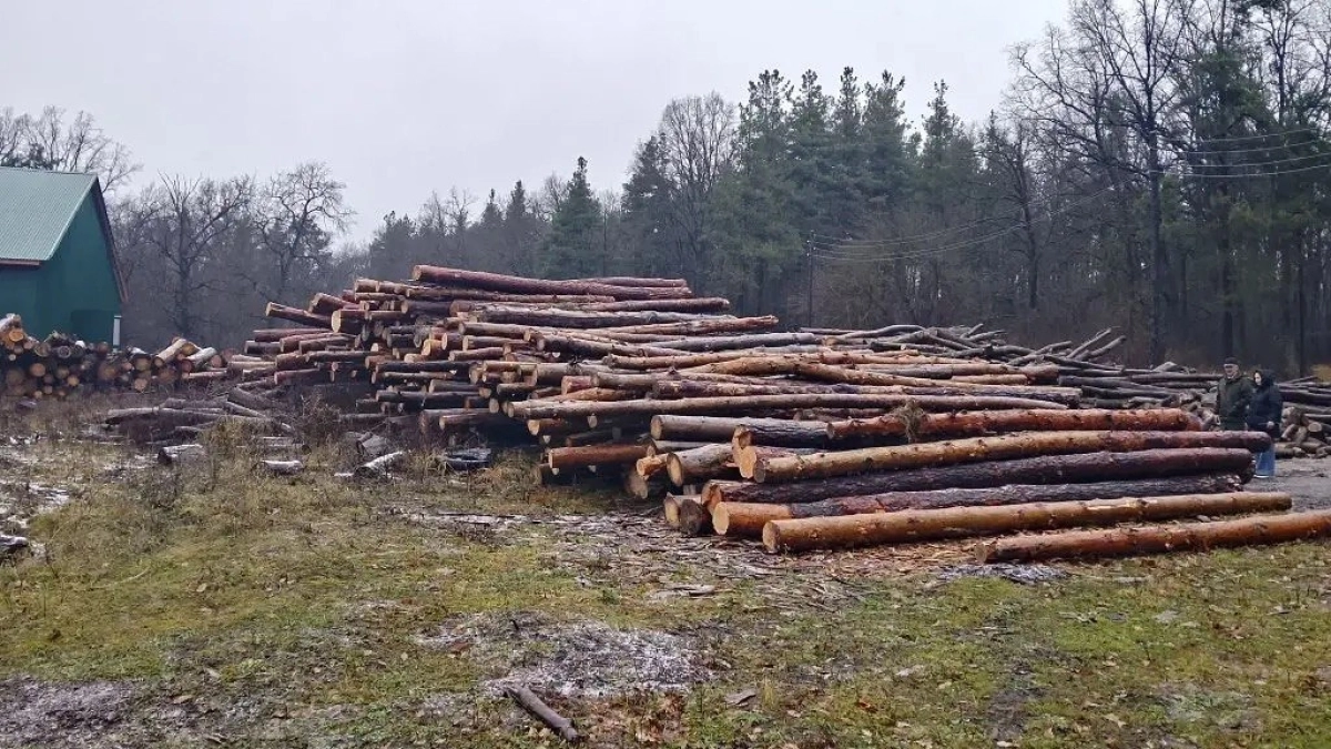 В Тамбовской области экс-главу лесхоза будут судить за вырубку сосен на 6,5 млн рублей
