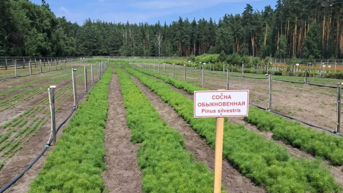 В Тамбовской области подвели итоги работы лесного хозяйства за первое полугодие 2026 года