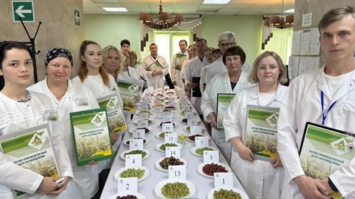 В Мичуринске представили новые сорта крыжовника с ягодами весом до 20 граммов