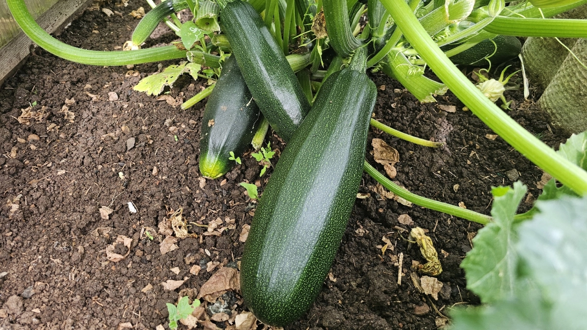 Почему завязи кабачков желтеют и отпадают: главная ошибка даже опытных огородников