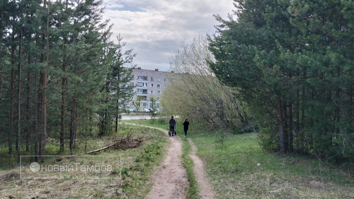 В лесах Тамбова создают щит от огня