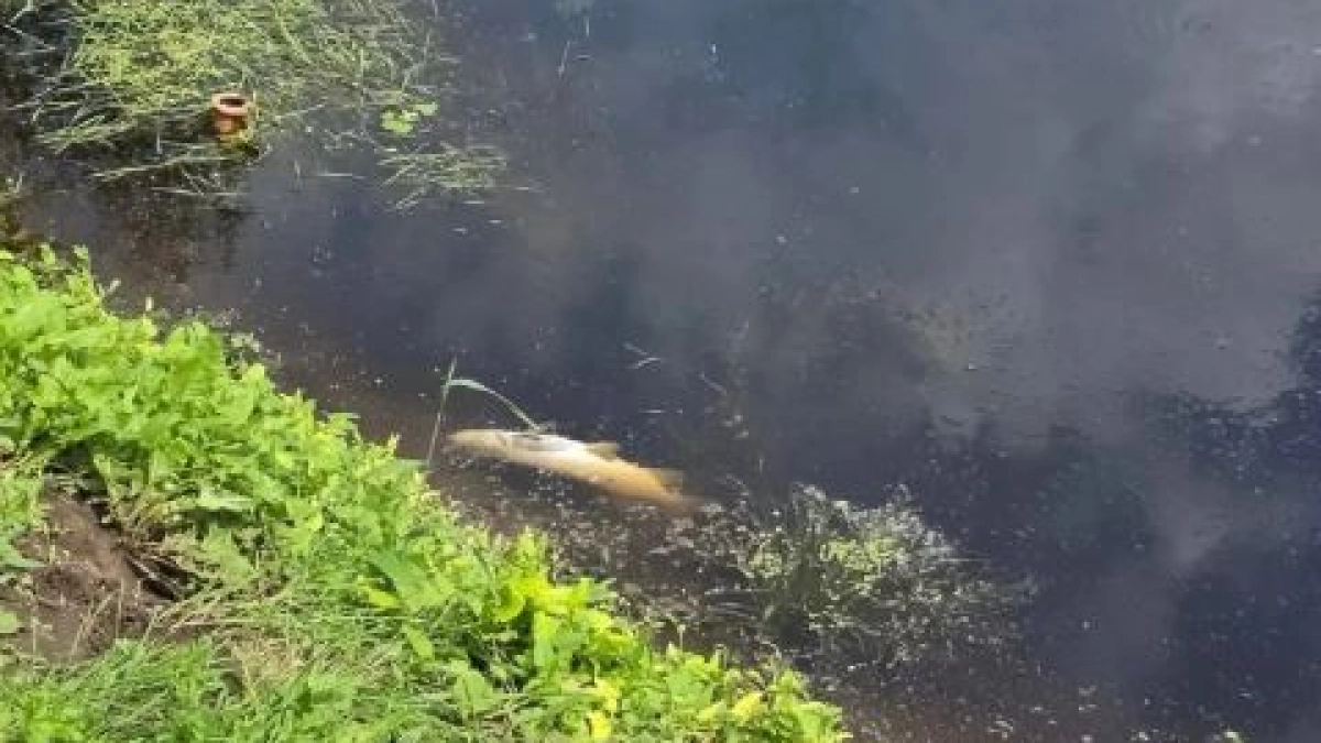 В реке Мазовка Тамбовского округа обнаружена мертвая рыба