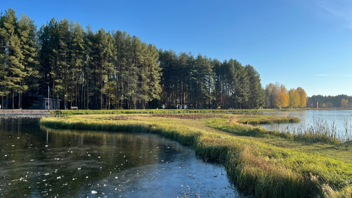 В Рассказовском лесхозе высадят 10 тысяч молодых сосен
