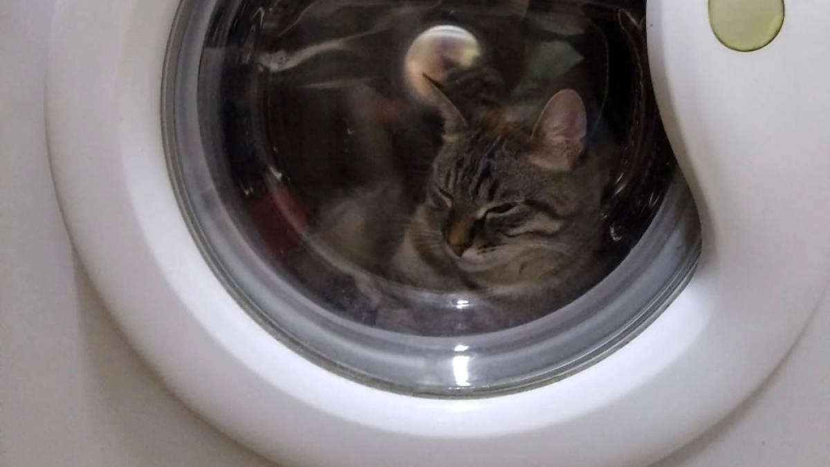 Как отчистить резину люка стиральной машины за 5 минут: 2 проверенных способа — дёшево и безопасно