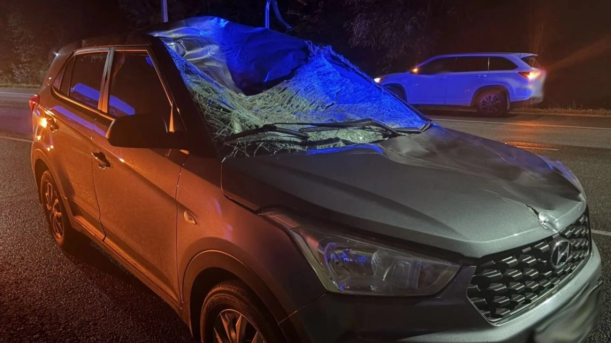 Лось выбежал под колёса Hyundai на трассе под Тамбовом: водитель попал в больницу