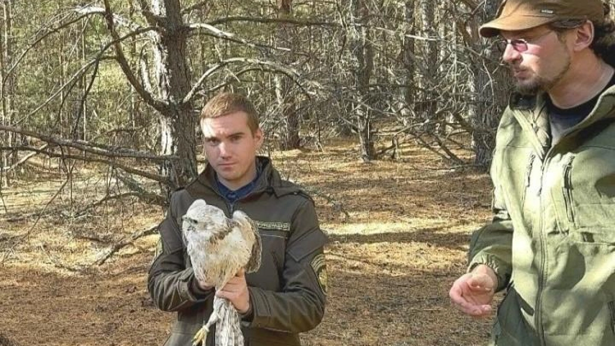 В Мичуринске выпустили на волю редких соколов-балобанов