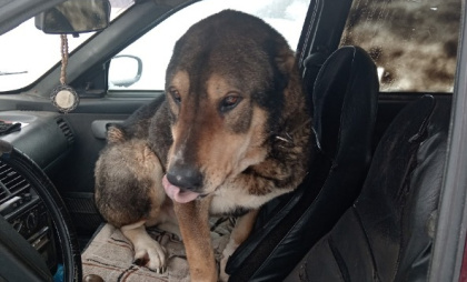 История спасения алабая в метель: как жители Петровского округа объединились, чтобы спасти пса