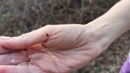 «Каждый третий клещ — заразный»: в Тамбовской области зафиксировали 127 укусов, пострадали 34 ребёнка